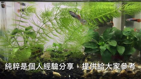 養水魚|養魚先養水 魚缸養水準備及步驟 